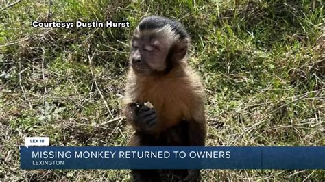 Monkey missing after Lexington crash found