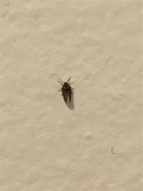 what's this little flying bug? : whatsthisbug