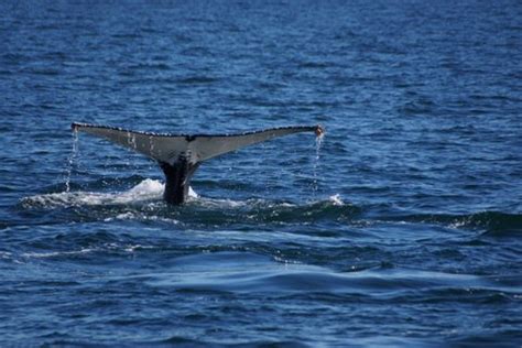 Call to follow protocols after season’s first whale sightings- Rocky ...