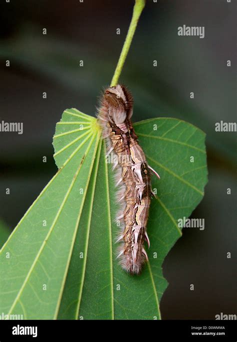 Blue Morpho Butterfly Caterpillar, Morpho peleides, Nymphalidae. South ...