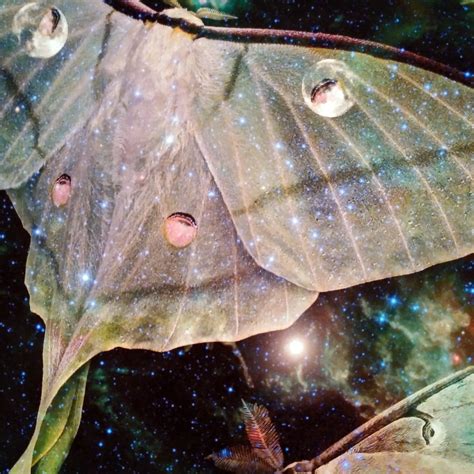 Luna Moths Fine art limited edition giclee print of original digital ...