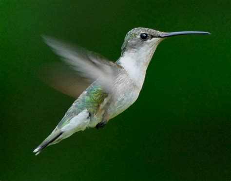 | A beautiful little female Ruby Throated Hummingbird