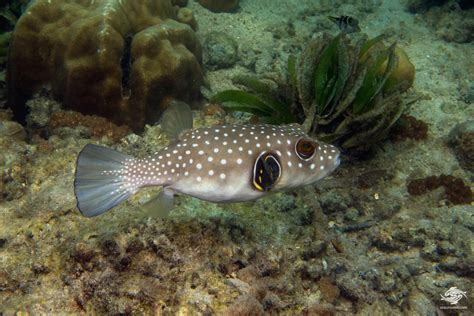 White Spotted Pufferfish - Facts and Photographs - Seaunseen