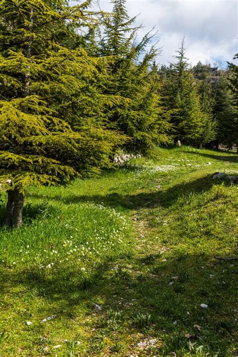 Landscape View in North Lebanon of the Mountains and the Forest Stock Photo - Image of landscape ...