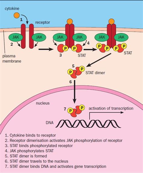 Janus kinase inhibitors for autoimmune disorders - PrescriberPrescriber