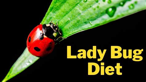 What Do Ladybugs Eat? | Ladybug Diet and Nutrition - YouTube