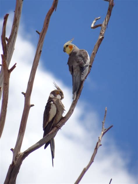 Cockatiels | Narromine Wetlands, NSW | Richard | Flickr