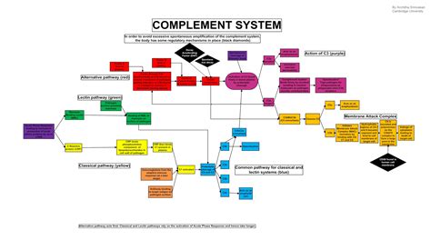 **THE COMPLEMENT SYSTEM - A Mechanism of innate immunity** — Steemit