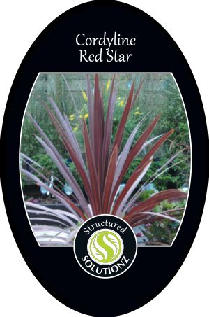 Cordyline Red Star - Gardening Solutionz