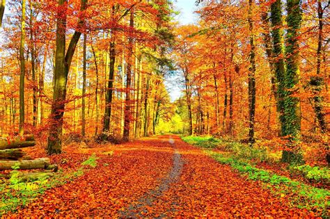 Gouden Herfst - Gratis foto op Pixabay