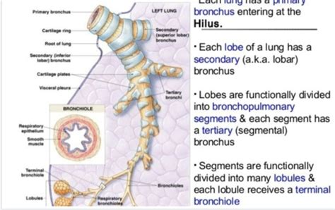 Bronchi Flashcards | Quizlet