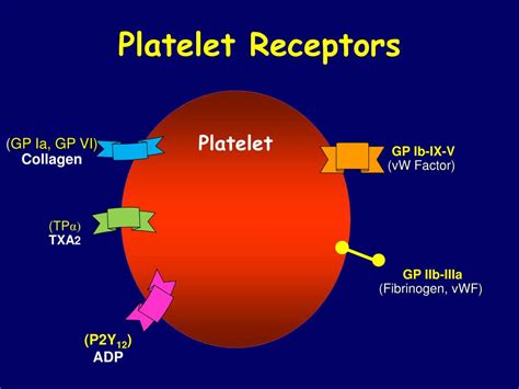 PPT - Platelet Structure & Function PowerPoint Presentation, free ...