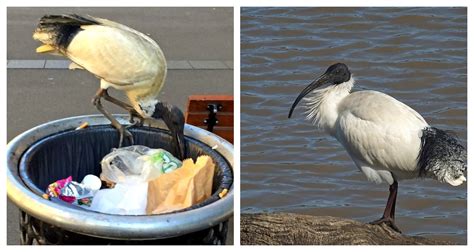 NATURE of WEST GIPPSLAND : Australian White Ibis