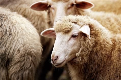 FIRST-PERSON: How to be a shepherd sheep can trust | Baptist Press