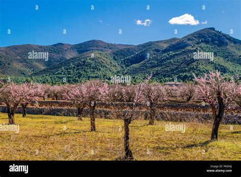 Beautiful blooming almond trees with flowers in Jalon village, Spain Stock Photo - Alamy