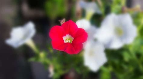 Petunia Colors: What Colors do Petunias Bloom?