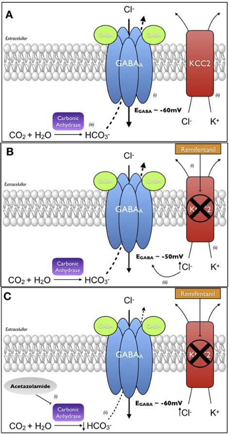 Scheme representing the molecular mechanism of acetazolamide (ACTZ) to... | Download Scientific ...