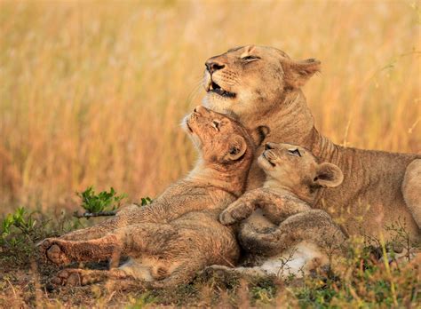 5 Reasons Every Photographer Should Go On An African Safari - 500px