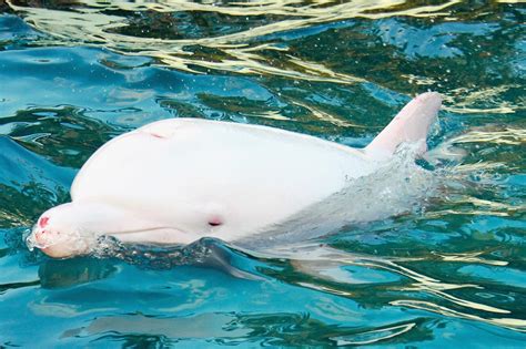 Albino Baby Dolphin