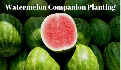 Watermelon Companion Plants - Growing Guides