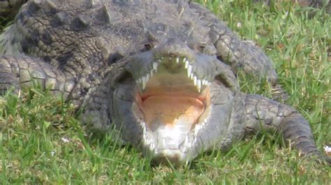 Rare American crocodile seen on Treasure Coast. Why is it here?