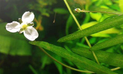 Vallisneria nana flowers | APSA