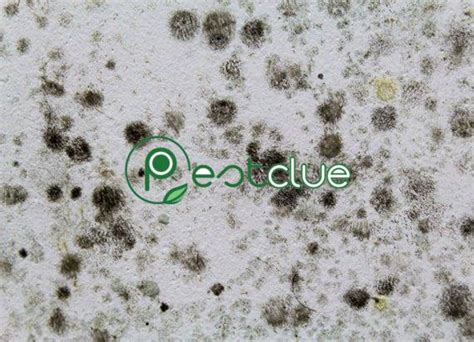 How To Get Rid Of Mold Mites | Pestclue