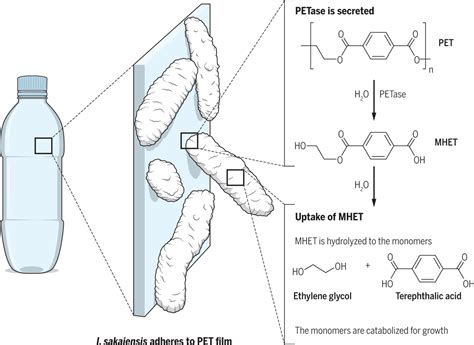 Rosa Rubicondior: Bacteria Evolved to Eat Plastic