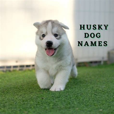 300+ Husky Dog Names (With Meanings) - PetHelpful