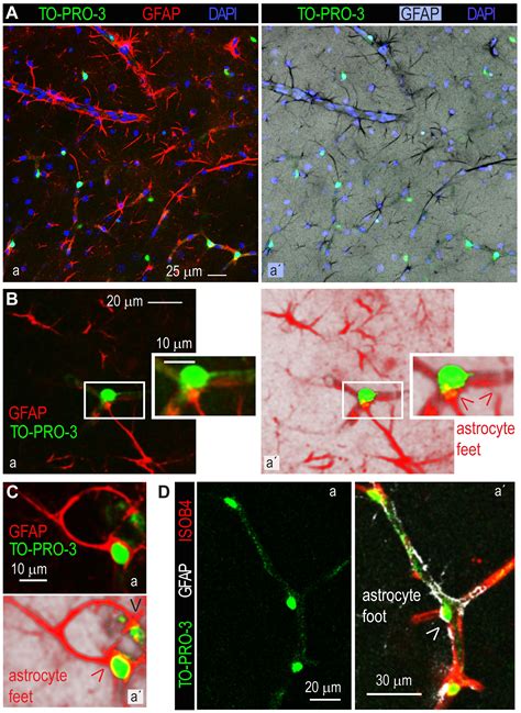 Pericyte Mapping in Cerebral Slices with the Far-red Fluorophore TO-PRO ...