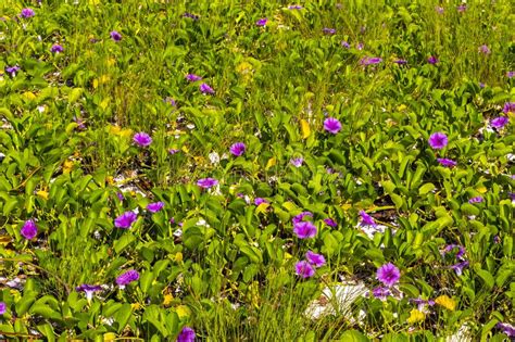 Pink Purple Morning Glory Goats Foot Creeping Beach Flower Mexico Stock Image - Image of mexican ...