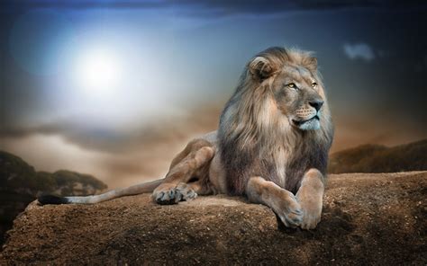 Wallpaper Hd Lion