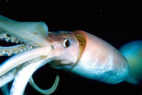 Humboldt Squid – "OCEAN TREASURES" Memorial Library