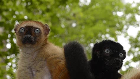 Duke Lemur Center | Lemur, Mammals, Animals