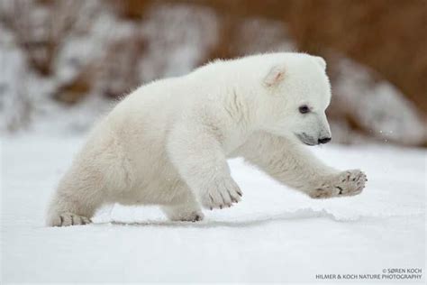 Oh my god, now there's a live polar bear cam?? | Grist