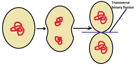 Rickettsia Bacteria - Definition, Examples, Characteristics & Disease