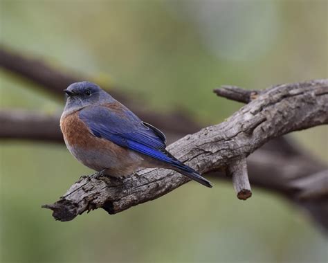 Bluebird Symbolism: 7 Meanings & Representations