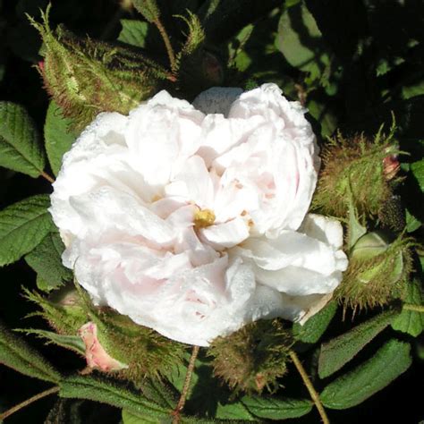 Quatre Saisons Blanc Mousseux | Trevor White Roses - Specialist Grower ...