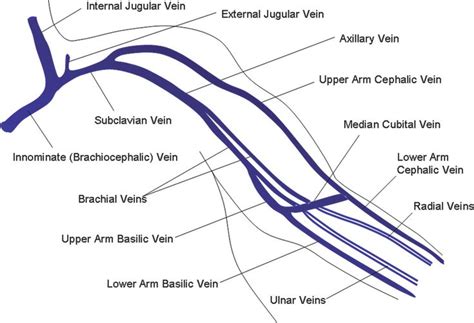 Les 363 meilleures images du tableau artery -vein upper limb sur ...