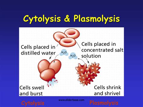 Cytolysis & Plasmolysis