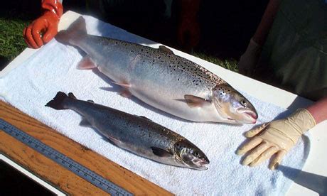 US: GM Salmon May Go On Sale – Infinite Unknown