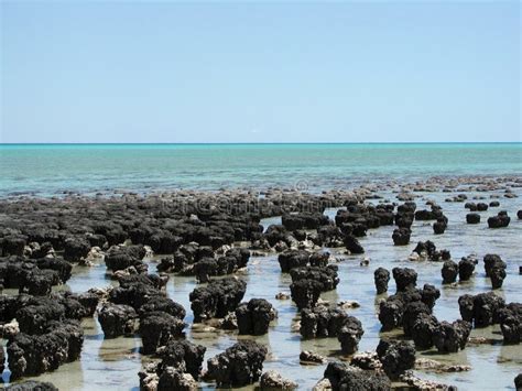 Stromatolites - Shark Bay Western Australia Stock Photo - Image of marine, shark: 17029564