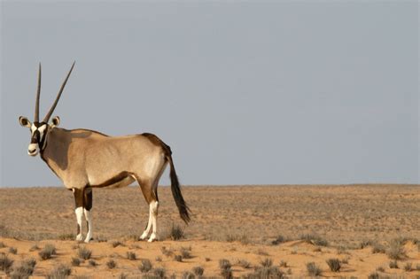 Free picture: antelope, animal, desert, grass, horns, sky