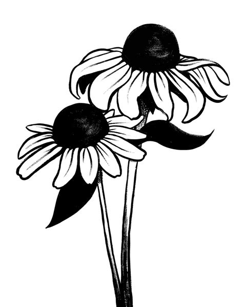 Black Eyed Susans Black and White Raw Coloring Page Art Print - Etsy