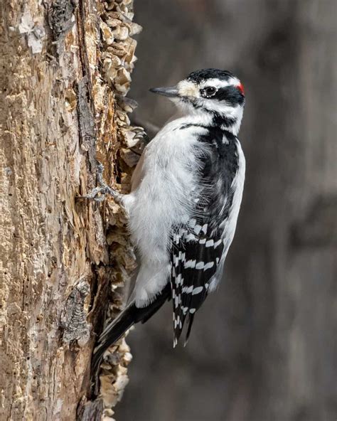 Woodpeckers In Ohio: 7 Species You've Got To See