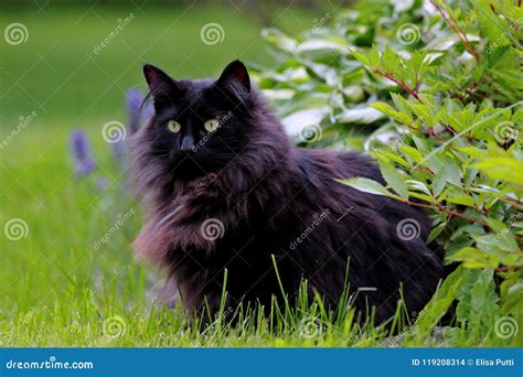 Black and Beautiful Norwegian Forest Cat Female in Garden Stock Photo ...