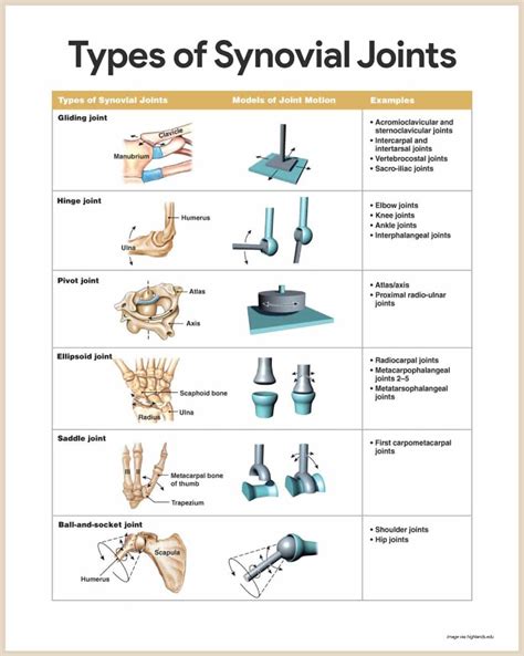 Skeletal System Anatomy and Physiology | Skeletal system anatomy, Joints anatomy, Human anatomy ...