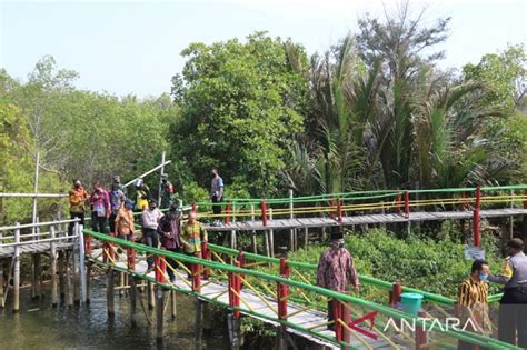 Cerita dari Hutan Mangrove Pasir Kadilangu, Sukses Melawan Pandemi ...