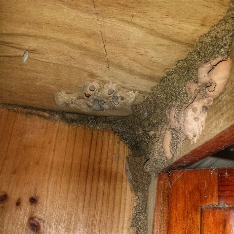 Mud Wasp Nest Identification