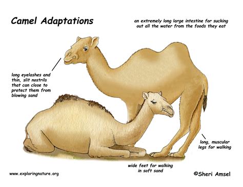 What Is The Behavioural Adaptation Of A Camel : Camels urinate on their legs to try and cool ...